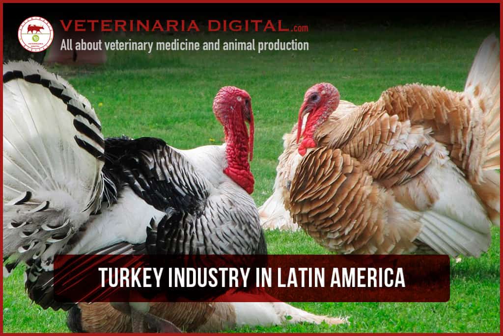 Turkey Industry in Latin America