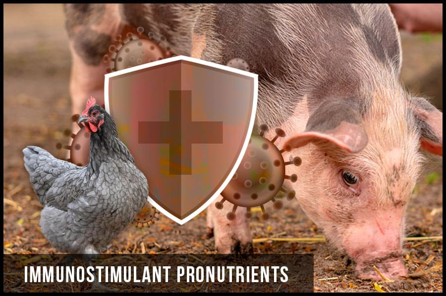 Immunostimulant Pronutrients
