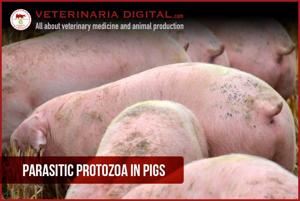 Parasitic Protozoa in Pigs