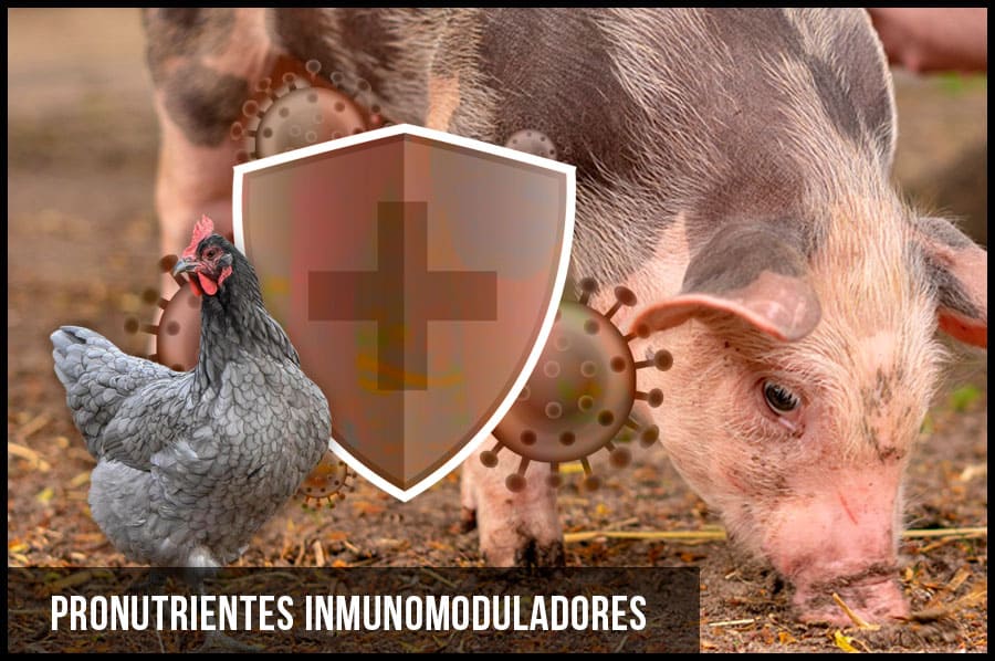 Pronutrientes inmunomoduladores