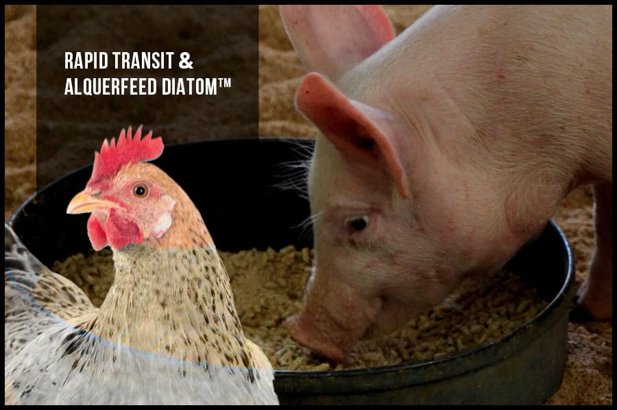 Rapid transit & Alquerfeed Diatom™