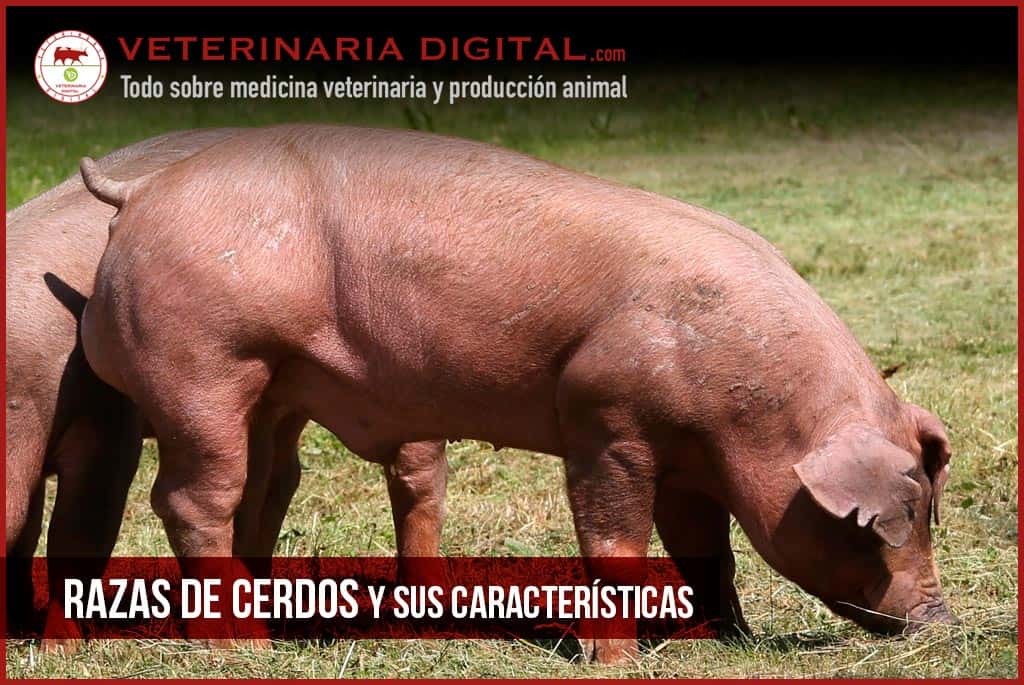 Razas de cerdos y sus características