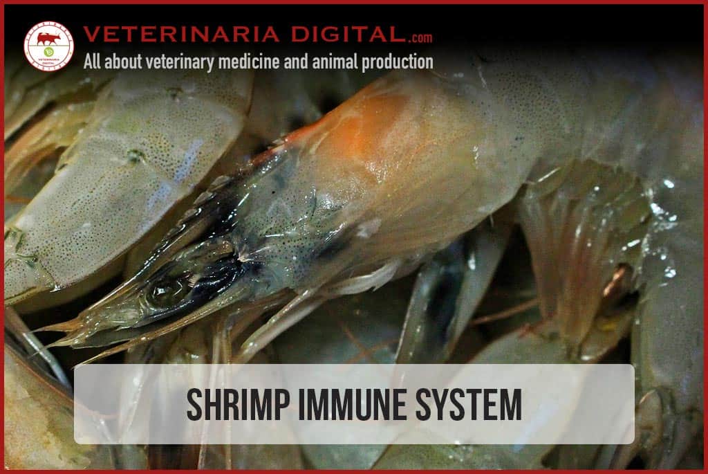 Shrimp Immune System