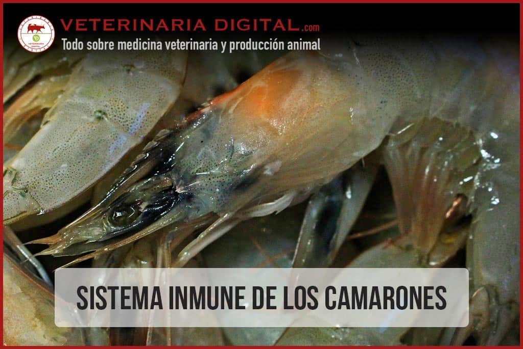 Sistema Inmune de los Camarones
