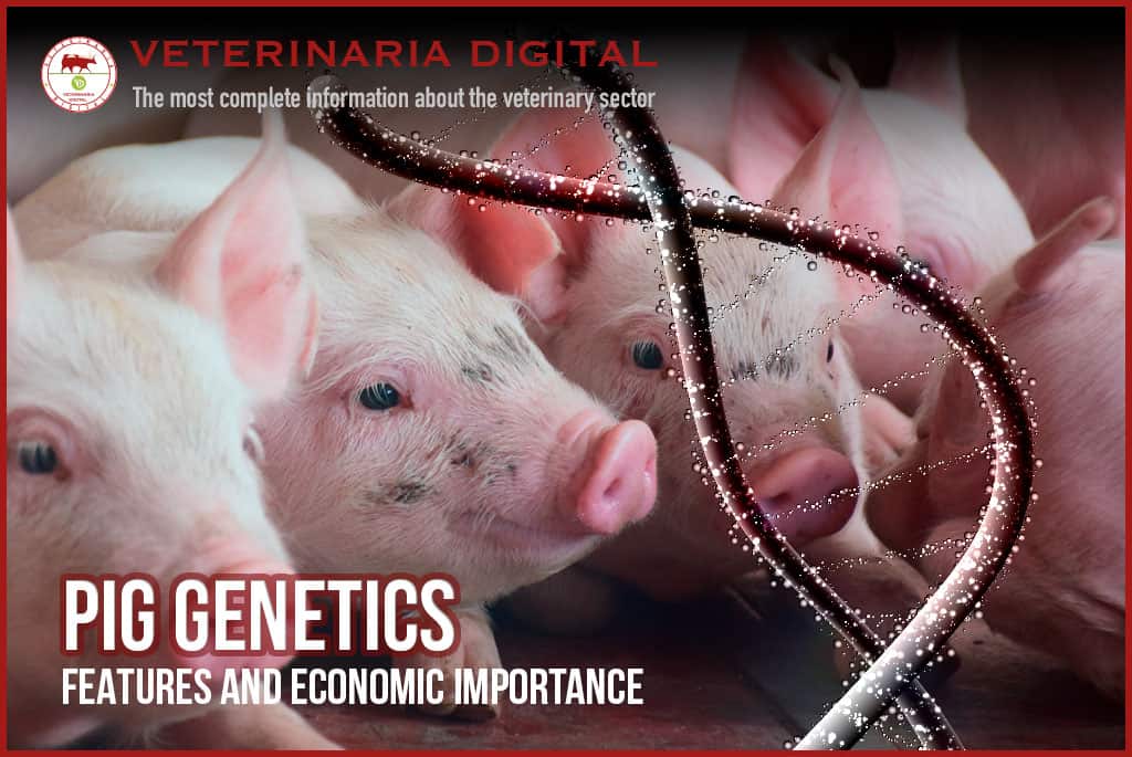 Pig genetics: features and economic importance
