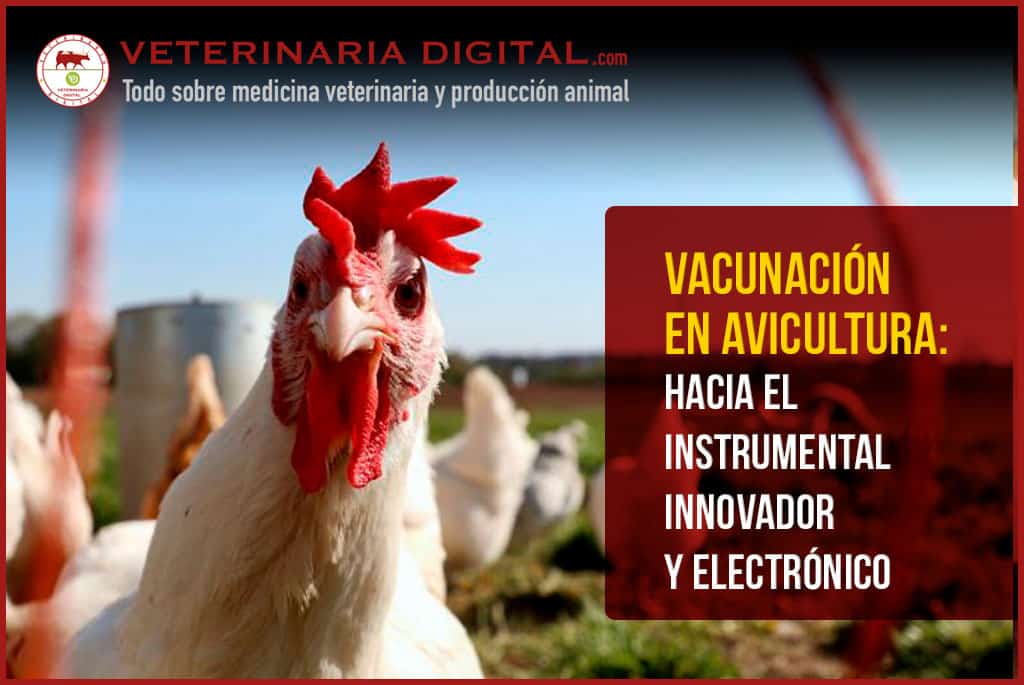 Vacunación en avicultura: hacia el instrumental innovador y electrónico
