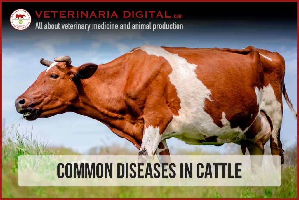 Common Diseases in Cattle