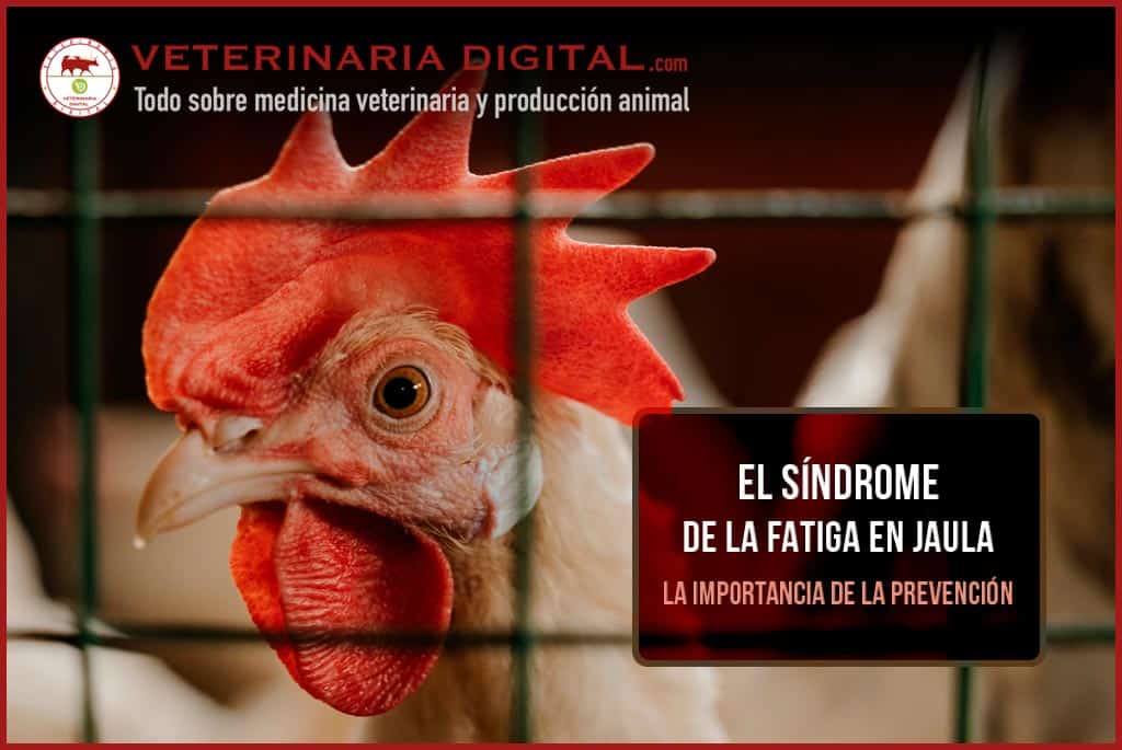 El síndrome de la fatiga en jaula: la importancia de la prevención