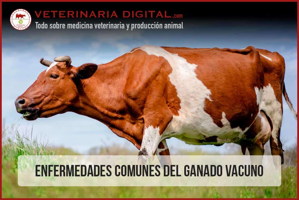 Enfermedades comunes del ganado vacuno