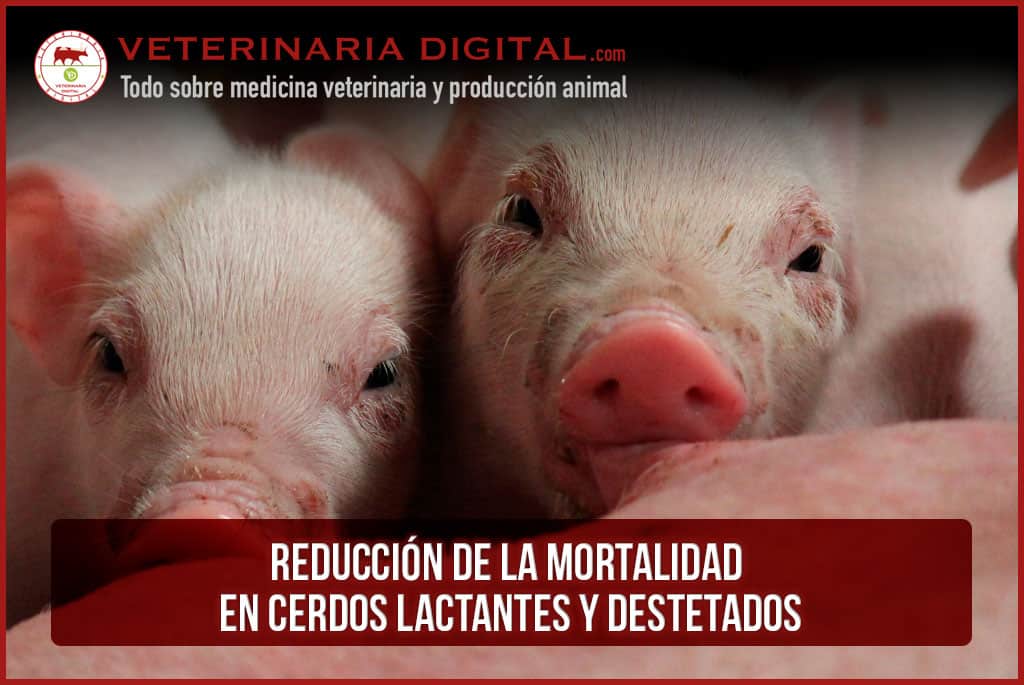Reducción de la mortalidad en cerdos lactantes y destetados