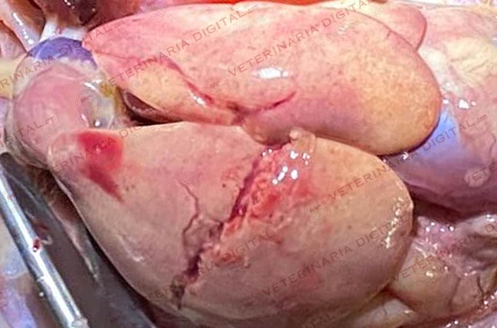 Hígado graso en broiler