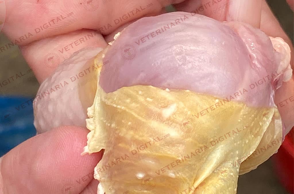 Micosis en molleja