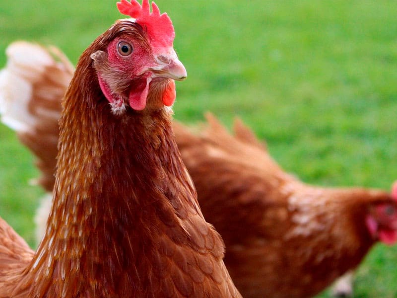 Biovet collaborations in Bolivia: Specific challenges and solutions for the poultry industry