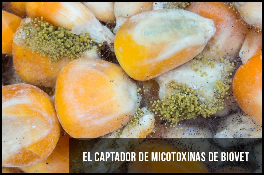 EL CAPTADOR DE MICOTOXINAS DE BIOVET