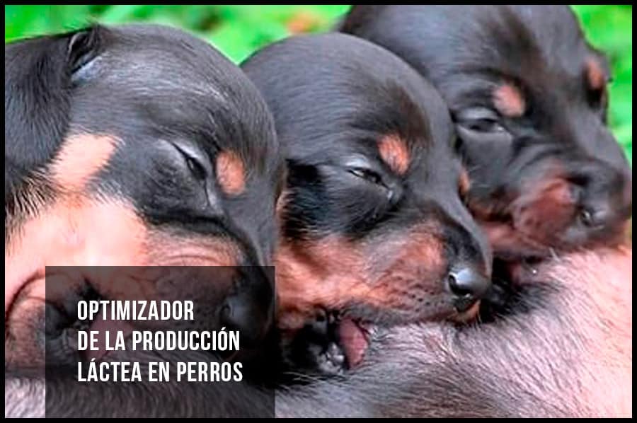 Optimizador de la producción láctea en perros