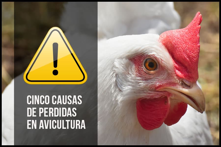 Cinco causas de perdidas en avicultura