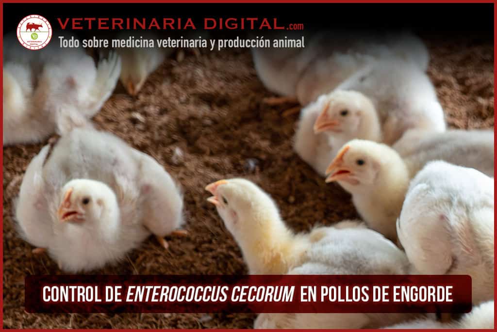 Control de Enterococcus cecorum en pollos de engorde