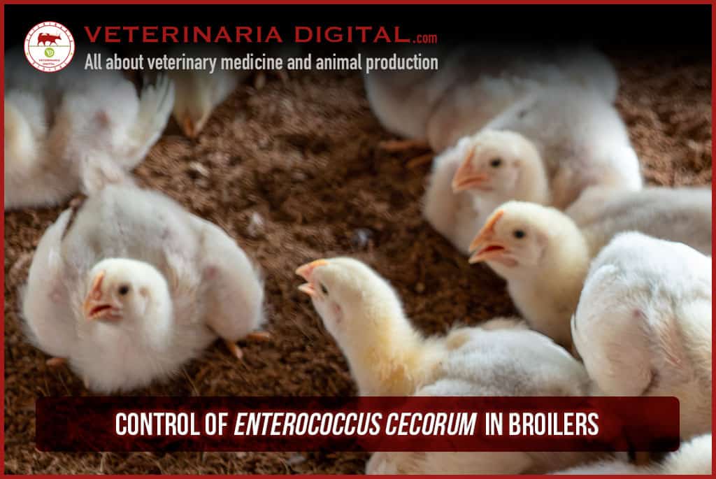 Control of Enterococcus cecorum in broilers