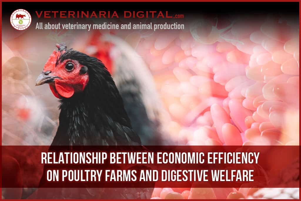 Relationship Between Economic Efficiency on Poultry Farms and Digestive Welfare