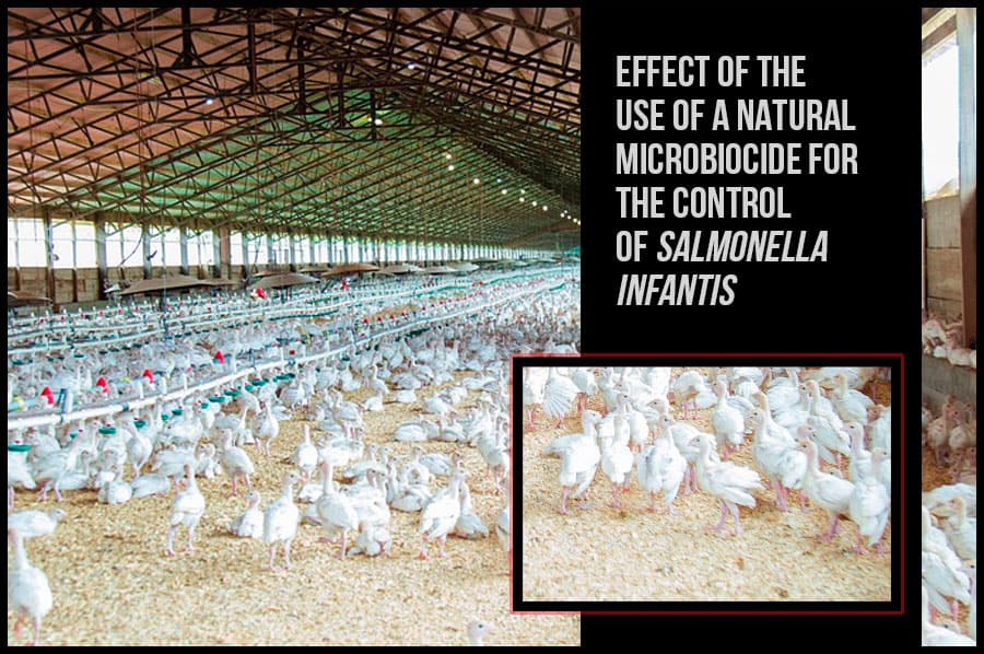 Effect of the use of a natural microbiocide for the control of 𝙎𝙖𝙡𝙢𝙤𝙣𝙚𝙡𝙡𝙖 𝙞𝙣𝙛𝙖𝙣𝙩𝙞𝙨