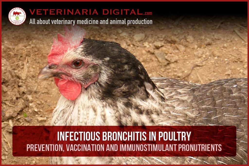Infectious bronchitis in poultry: prevention, vaccination and immunostimulant pronutrients