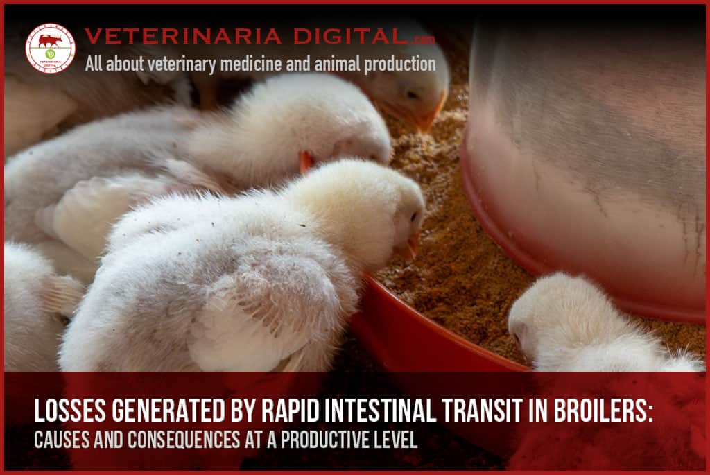 Losses generated by rapid intestinal transit in broilers: causes and consequences at a productive level
