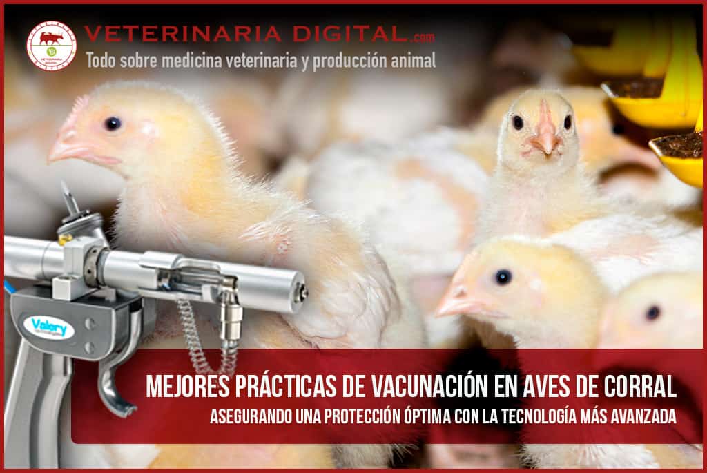 Mejores-Prácticas-de-Vacunación-en-aves-de-corral