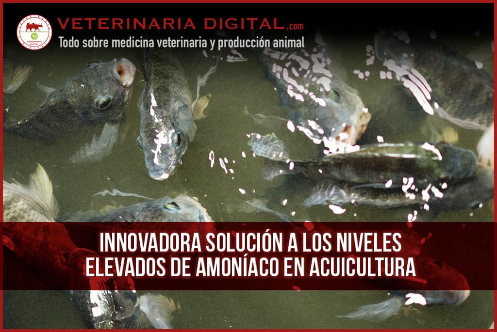 Innovadora Solución a los Niveles elevados de Amoníaco en Acuicultura