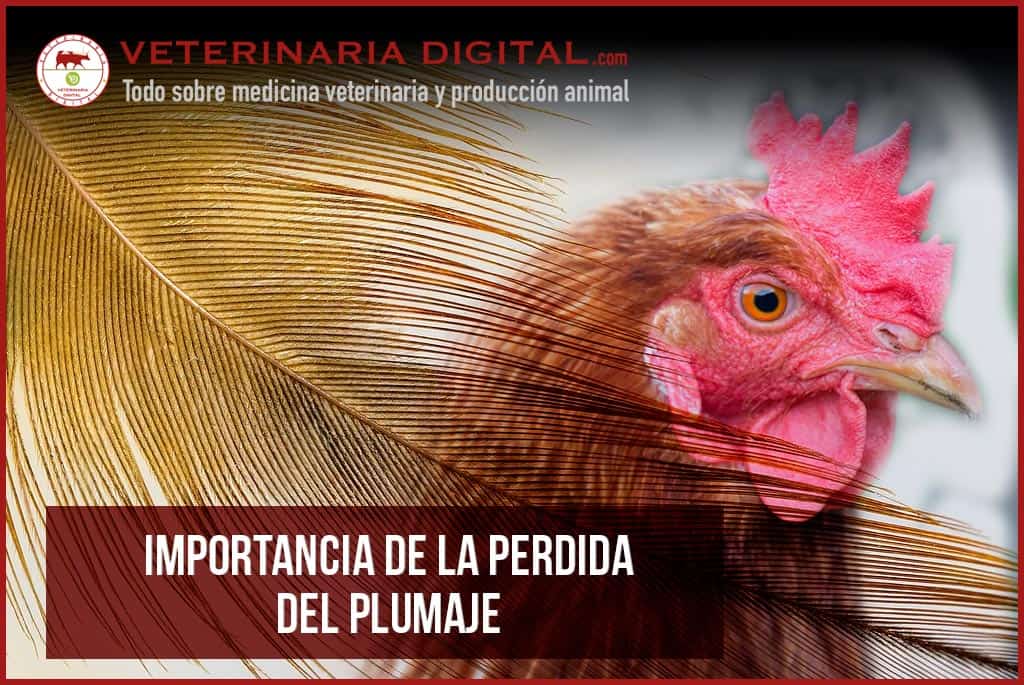 Importancia de la perdida del plumaje