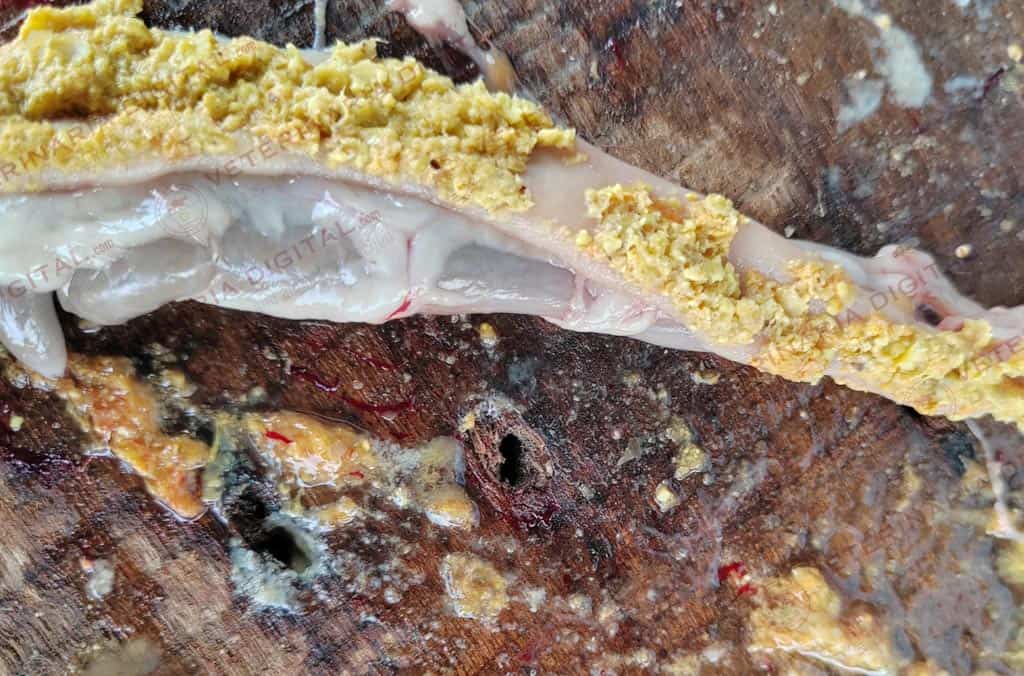 Tránsito intestinal rápido en broiler