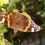 Mariposa de los cardos, Vanessa cardui