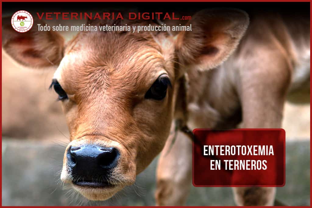 Enterotoxemia en Terneros: Desafíos, Signos Clínicos, Diagnóstico y Estrategias de Prevención