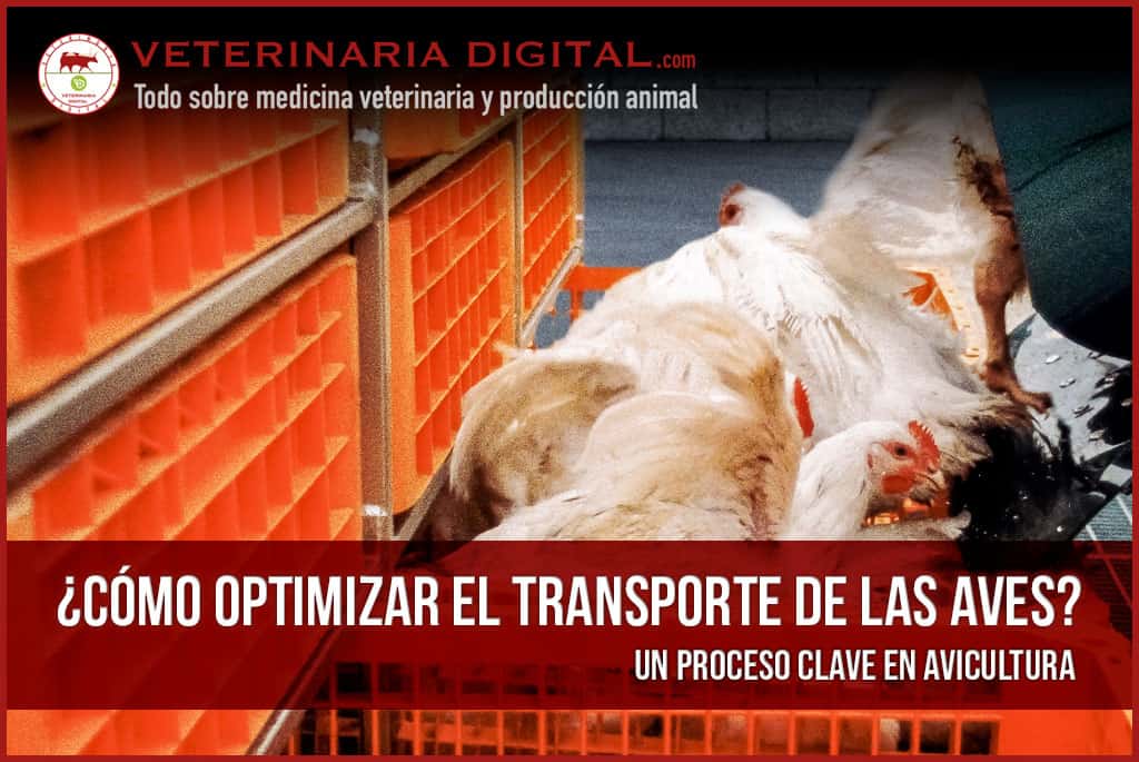 Cómo-optimizar-el-transporte-de-las-aves-