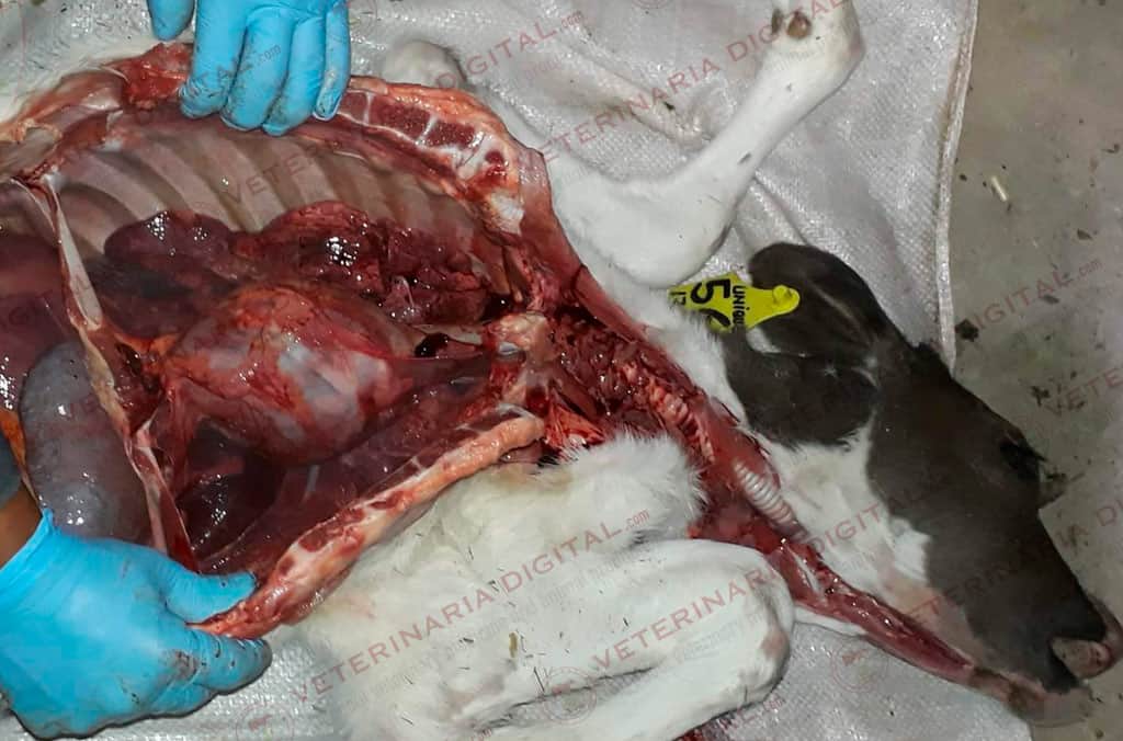 Aflatoxin hemorrhages in calves