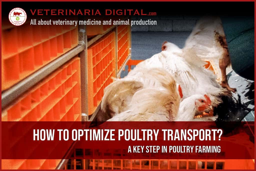 How-to-optimize-poultry-transport