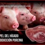 El papel del hígado en producción porcina