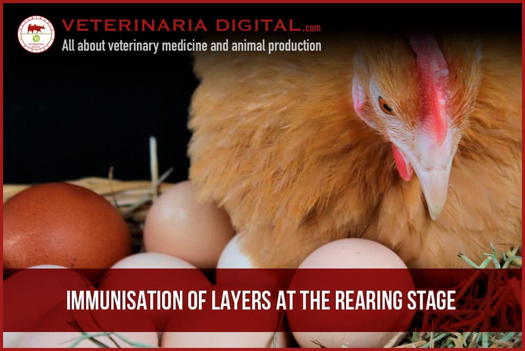 Immunisation of layers at the rearing stage
