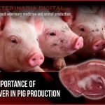 The importance of the liver in pig production
