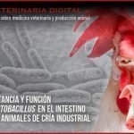 Importancia y función de 𝙇𝙖𝙘𝙩𝙤𝙗𝙖𝙘𝙞𝙡𝙡𝙪𝙨 en el intestino de los animales de cría industrial