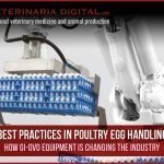 Best practices in poultry egg handling: how GI-OVO equipment is changing the industry