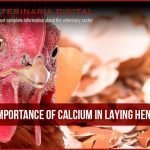 Importance of calcium in laying hens
